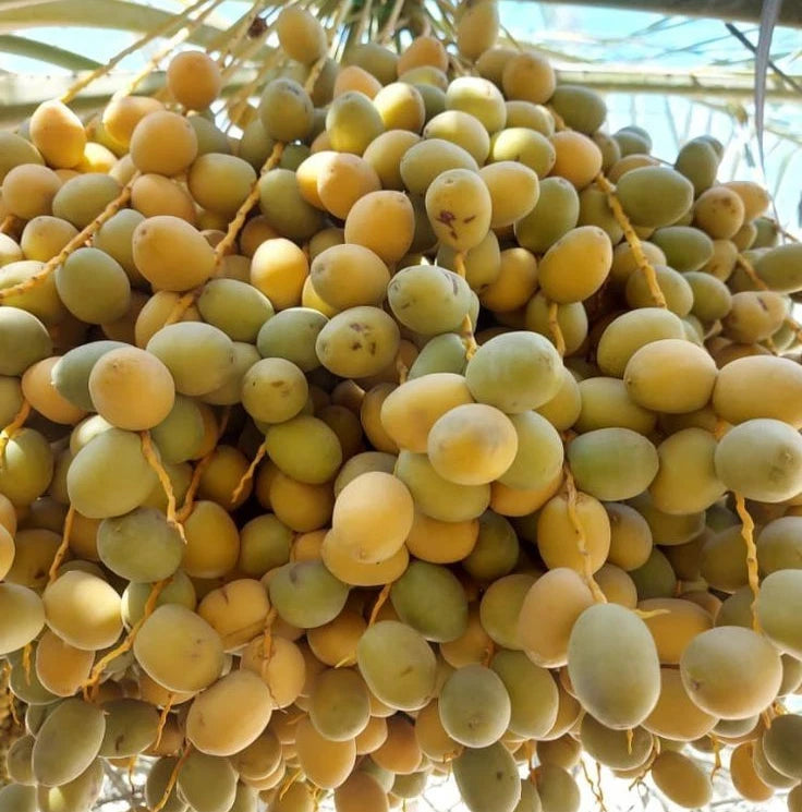 Shalabi Date Palm (Phoenix dactylifera) – 35+ Premium Sweet Date Seeds