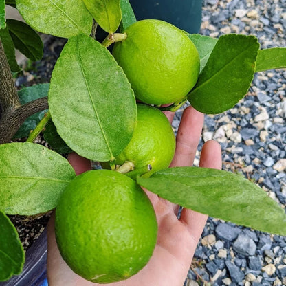 100+ Citrus Persian Lime Seeds (Citrus latifolia / Tahiti Lime / Seedless Acid Lime) – Premium Exotic Fruit Tree & Orchard Seeds for Planting