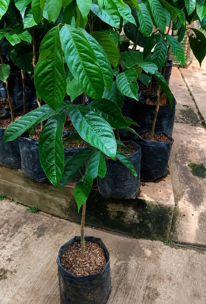 Duku Dukong (Lansium domesticum) - Premium Grafted Exotic Fruit Tree