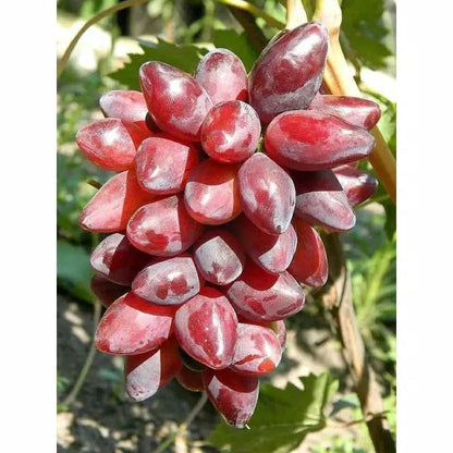 Baikonur Grape Seeds (Vitis vinifera / 100+ Premium Elongated Sweet Baikonur Table Grapevine Fruit Seeds) – Premium Exotic Botanical Specimen Plant Seeds for Planting