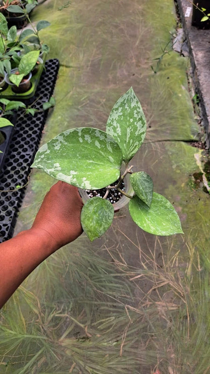 Hoya Glabra Silver Splash Rare Tropical Indor Outdor Wax Plant – Premium Rare Splashed Foliage Wax Plant Climbing & Trailing Vine Specimen for Indoor & Outdoor Display