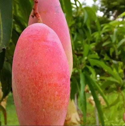 Red Emperor Mango Grafted Seedling – Premium Live Tropical Tree (Pot Culture Ready)