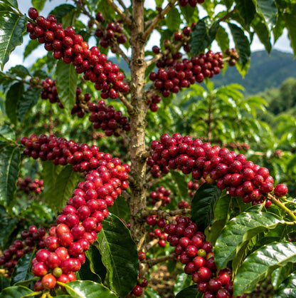 Red Catuai Coffee Seeds (120+ Bulk Seeds, Coffea sp. Catuai) – Premium Brazilian High-Yield Gourmet Coffee Bean Plant Seeds for Planting