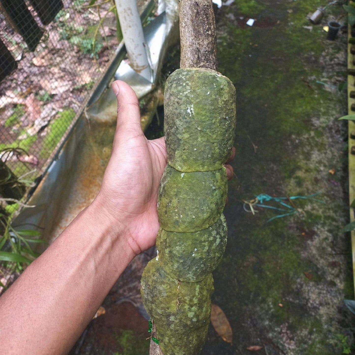 Hoya imbricata – Rare Exotic Shingle Hoya