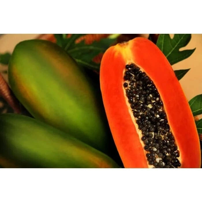 Jingga Papaya Seeds (Carica papaya L. / 500+ Vibrant Orange Tropical Fruit Tree Seeds) – Premium Exotic Botanical Specimen Plant Seeds for Planting