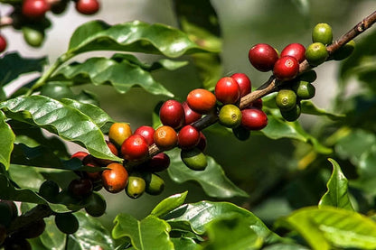 Arabica Coffee Seeds (Coffea arabica / 300+ Premium Highland Specialty Coffee Seeds) – Premium Gourmet Specialty Coffee Plant Seeds for Planting