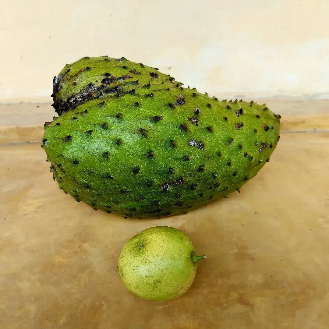100+ Mandalik Soursop Seeds (Annona muricata / Premium Indonesian Giant Soursop / Graviola) – Premium Exotic Fruit Tree & Orchard Seeds for Planting