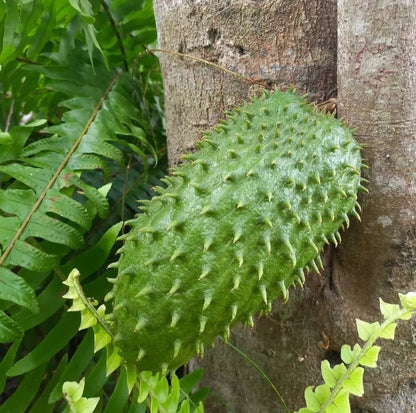 Premium 'Miami' Soursop Seeds (Annona muricata) – Elite Domesticated Graviola Heirloom Seeds (100+ Count)
