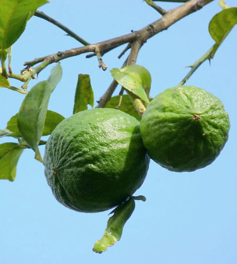 Persian Lime (Citrus latifolia) – 2,000+ Premium Seeds (Tahiti Lime)