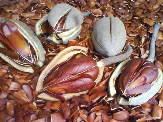 Organic Sky Fruit / Mahogany Seeds (Swietenia mahagoni) – 700g Bulk Pack for Herbal Consumption