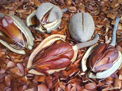 Organic Sky Fruit / Mahogany Seeds (Swietenia mahagoni) – 700g Bulk Pack for Herbal Consumption