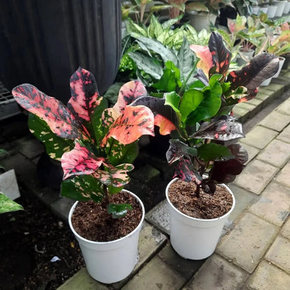 Rare Croton ‘Oscar’ | Codiaeum Variegatum | Colorful Tropical Foliage Plant | Exotic Houseplant