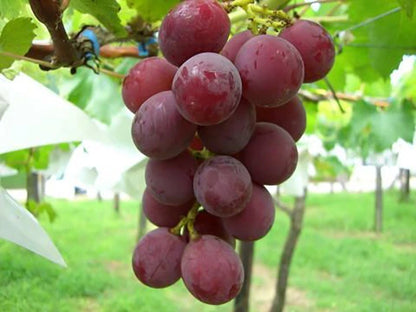Ruby Roman Grape Seeds (Vitis vinifera 'Ruby Roman') – Premium Certified Luxury Japanese Table Grape Fruit Vine Seeds for Planting