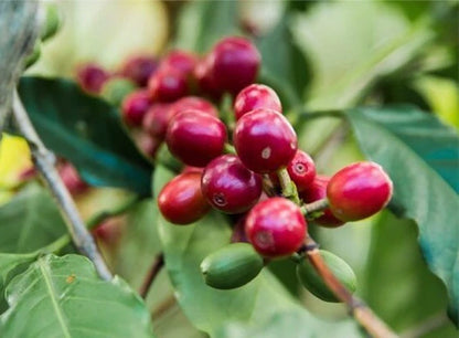 Tropical Robusta Selection (TRS) Coffee Seeds | Coffea sp. | High Yield Coffee Bean Plant