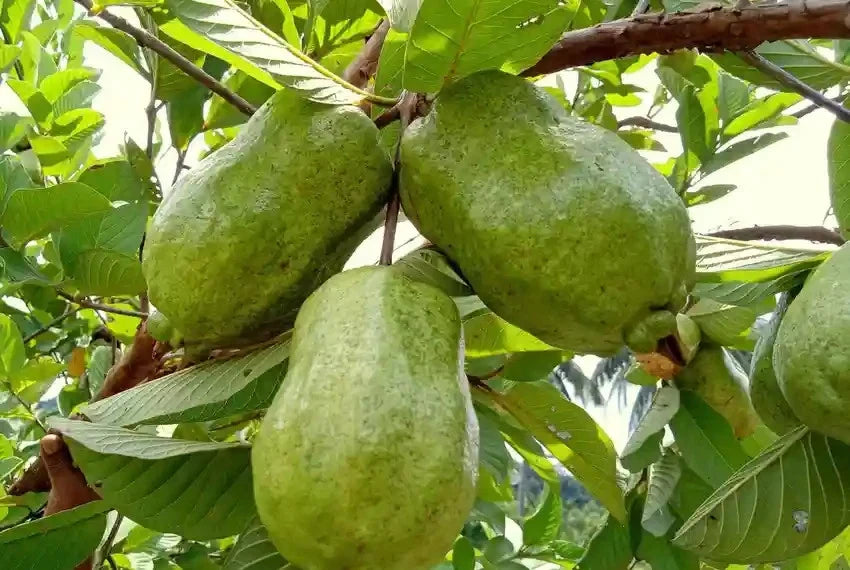 Red Guava Seeds 250+ pcs (Psidium guajava 'Diamond') – Premium Certified Diamond Red Guava Fruit Tree Plant Seeds for Planting