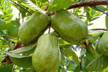 Red Guava Seeds 250+ pcs (Psidium guajava 'Diamond') – Premium Certified Diamond Red Guava Fruit Tree Plant Seeds for Planting