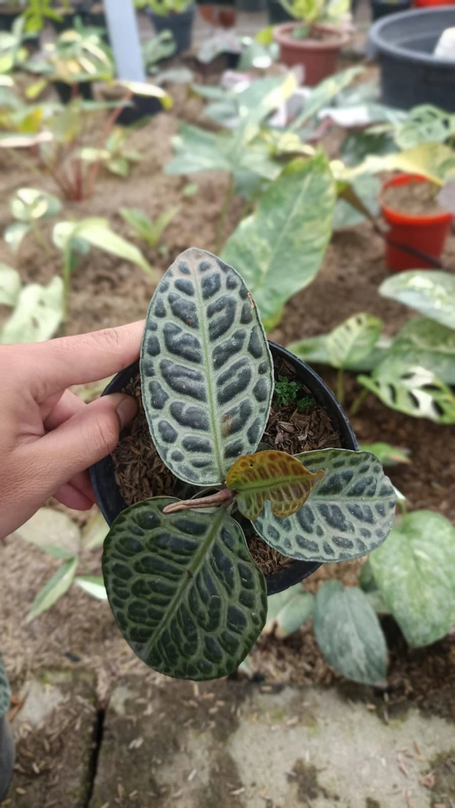 Labisia sp. 'Turtle Back' - Rare & Exotic Tropical Terrarium Plant
