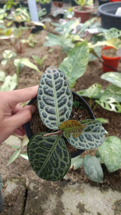 Labisia sp. 'Turtle Back' - Rare & Exotic Tropical Terrarium Plant