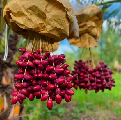 Premium 'Khuneizi' Date Palm Seeds (Phoenix dactylifera) – Authentic Omani/Emirati Heritage Red Date Cultivar (35 Count)