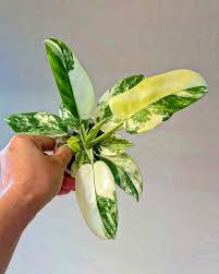 Philodendron Flobe x Distantilobum Variegated Rare Plant | Tropical Indoor Hybrid | Collector Philodendron