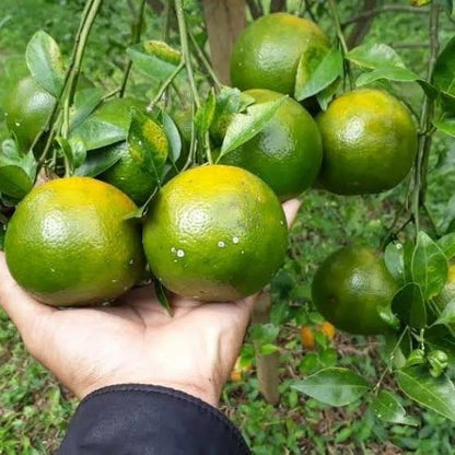 Siam Orange Seeds (Citrus reticulata) – 100+ Premium Sweet Orange Seeds
