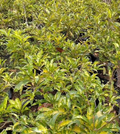 Grafted Variegated Sapodilla (Sawo) – Ornamental & Edible Tropical Specimen