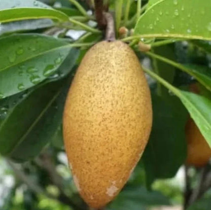 Premium Cucumber Mentimun Sapodilla Seeds (Manilkara zapota var. Mentimun) – Rare Exotic Long Chico Zapote Fruit Seeds for Planting (35+ Pcs)