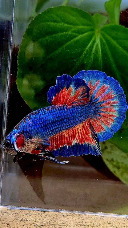 Rare Plakat Blue Vanda Fire - Premium Import Betta Fish From Indonesia