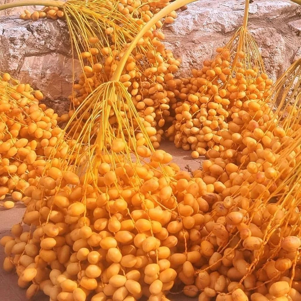 Halawi Dates Palm Seeds (Phoenix dactylifera var. Halawi) – Premium Sweet Soft Desert Date Fruit Tree Seeds for Planting (35 Pcs)