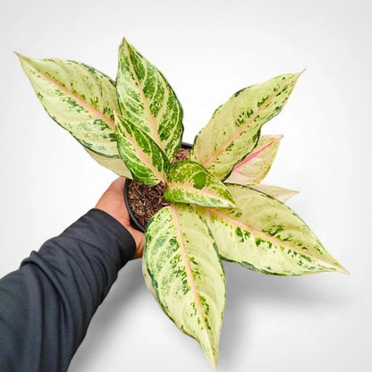 Aglaonema 'Cinderella' - Enchanting Tropical Foliage