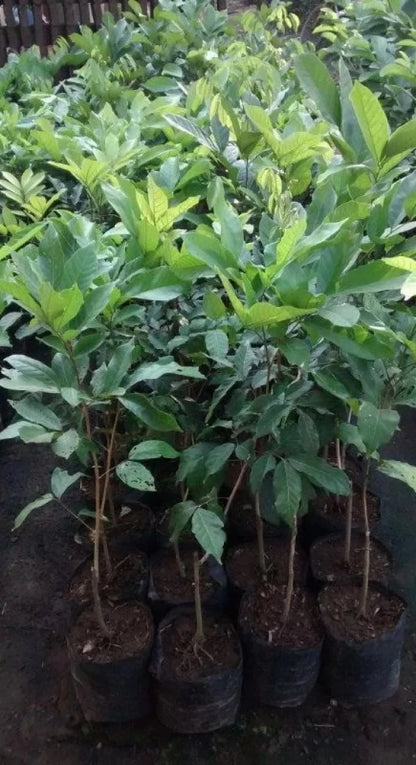 Grafted 'Binjai' Rambutan Fruit Tree – Sweet Exotic Tropical Specimen