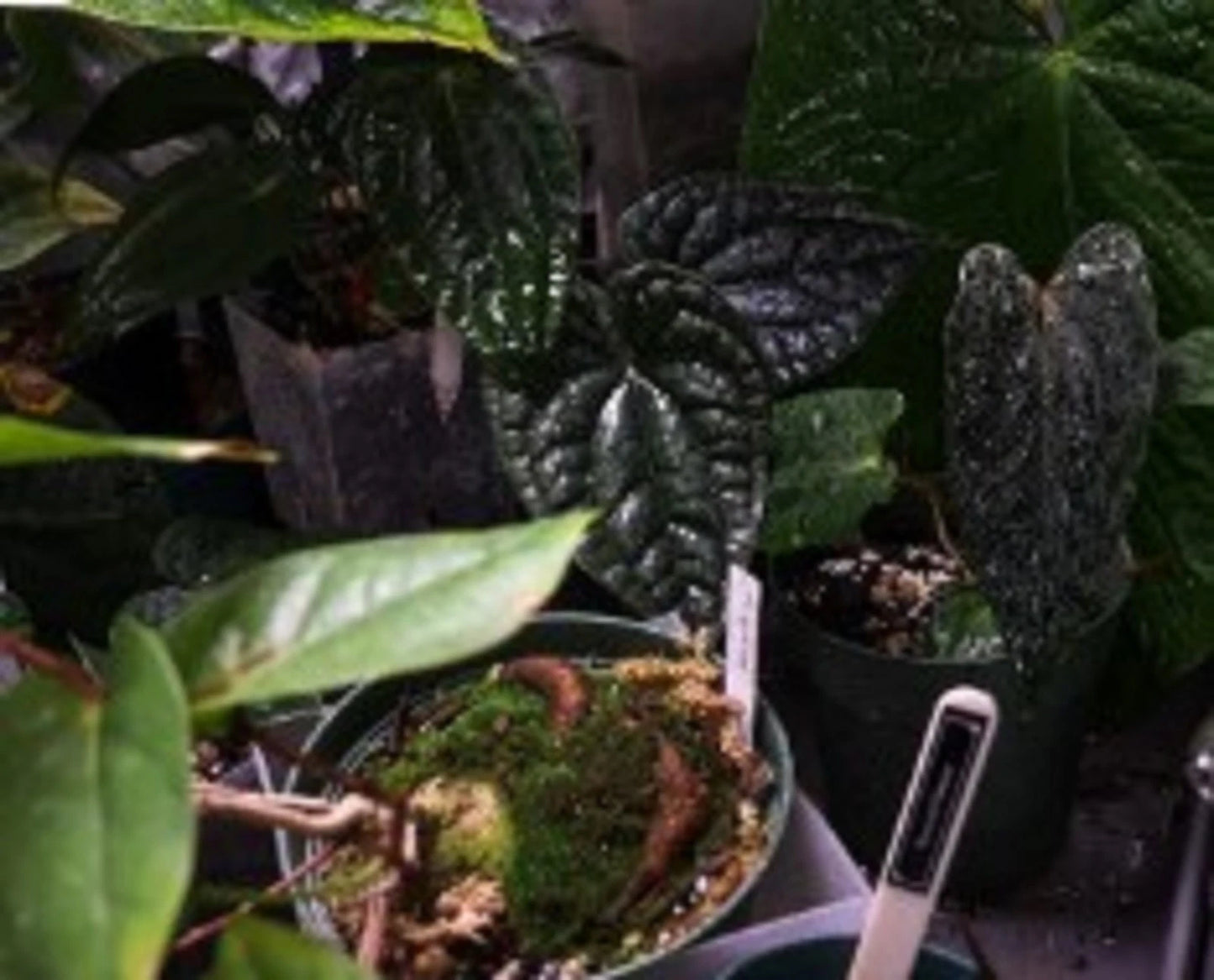 Anthurium 'Black Magic' - Rare & Dark Velvet Tropical Foliage