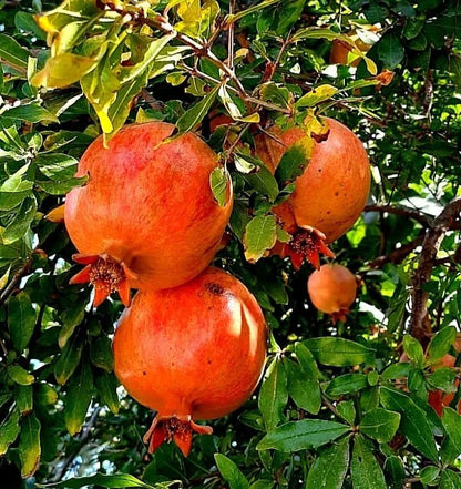 Premium 'Dholka' Pomegranate Seeds (Punica granatum) – Authentic Rare Indian Cultivar Heirloom Fruit Seeds (100 Count)