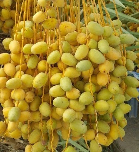 Ajwa Date Palm Seeds (Phoenix dactylifera 'Ajwa') – 35+ Premium Fresh Authentic Madinah Sweet Black Date Palm Seeds
