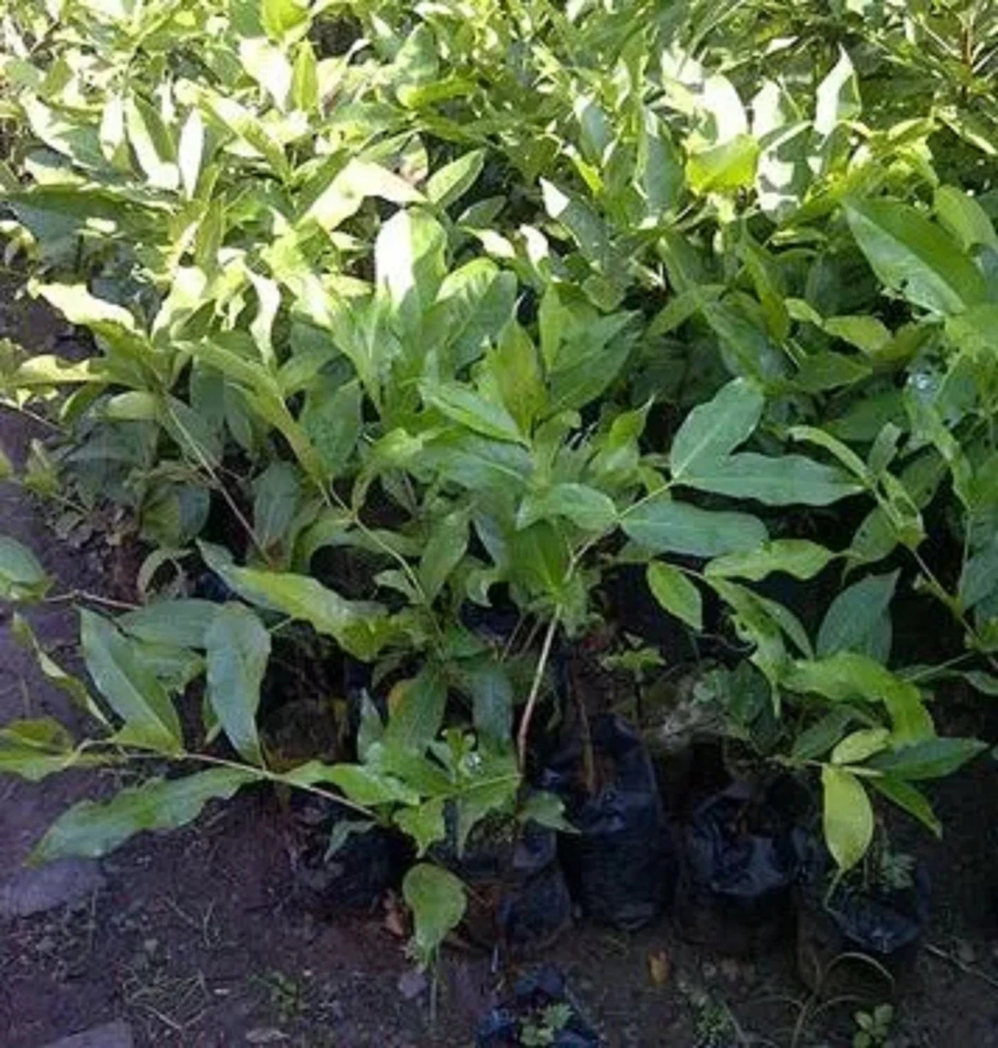 Grafted 'Bajang Leang' Water Apple (Wax Apple) – Premium Tropical Fruit Tree