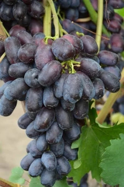 Lorano Grape Seeds 100+ pcs (Vitis vinifera 'Lorano') – Premium Certified Table and Wine Grape Vine Plant Seeds for Planting