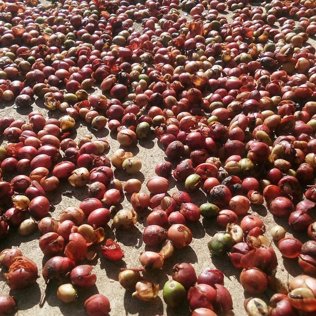 Sidra Colombiana Coffee Seeds (120+ Bulk Seeds, Coffea arabica var. Sidra) – Premium Colombian Specialty Coffee Plant Seeds for Planting