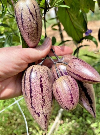 Premium 'Purple' Pepino Melon Seeds (Solanum muricatum) – Elite Andean Heirloom Fruit Seeds (100+ Count)