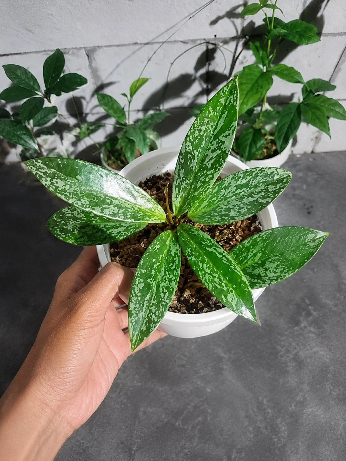 Rare Hoya Pubicalyx 'Splash' Live Plant - Premium Silver Splash Wax Plant