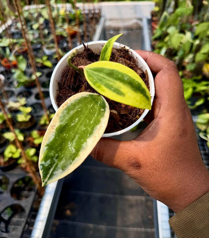 Stunning Hoya Sp. Rangsan Albo Splash – Rare Tropical Indoor & Outdoor Wax Plant