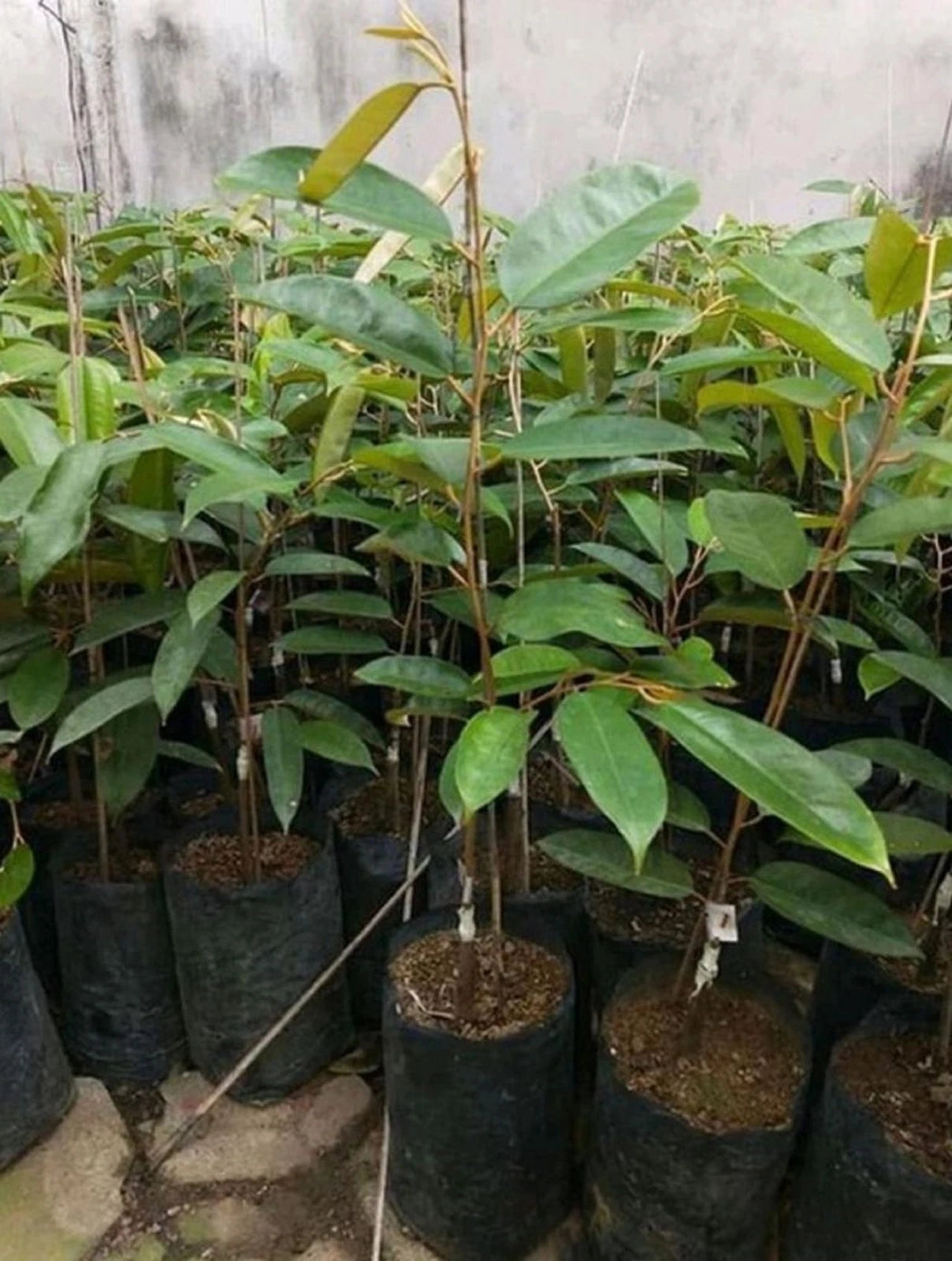 Durian Namlung (Cumasi) - Premium Grafted Tropical Fruit Tree