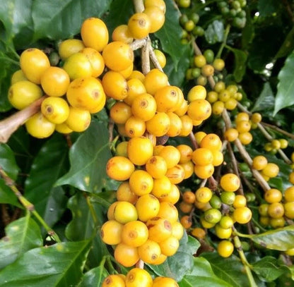Catuai Yellow Coffee Seeds (Coffea arabica) – 120+ Premium High-Yield Yellow Catuai Arabica Seeds for Planting