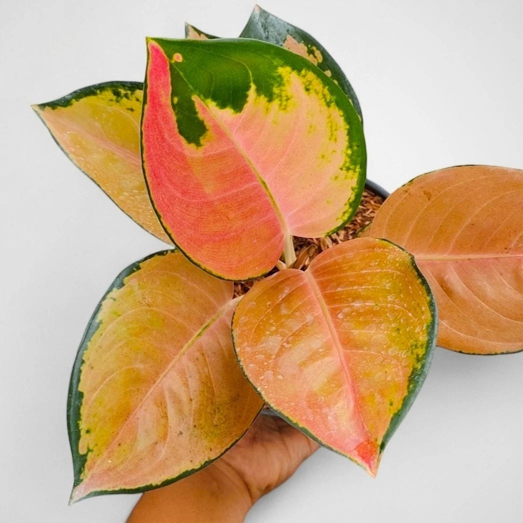 Aglaonema 'Sultan Brunei' - Majestic Tropical Foliage