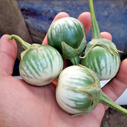Green Thai Eggplant Seeds (Solanum melongena) – 5,000+ Bulk Premium Round Eggplant Seeds