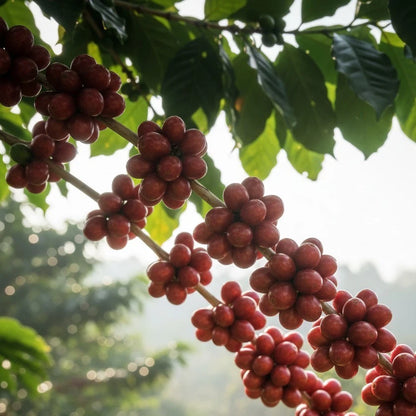 Kawisari Arabica Coffee Seeds (Coffea arabica 'Kawisari') – 2000+ Premium Fresh Bulk Estate-Grade Heritage Coffee Seeds for Planting
