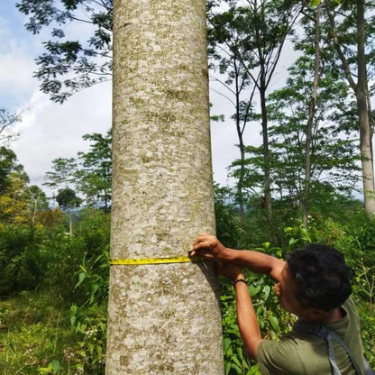 Premium Parica Sengon Tree Seeds (Schizolobium parahyba var. Parica) – Fast-Growing Exotic Timber & Shade Tree Seeds for Planting (50+ Pcs)