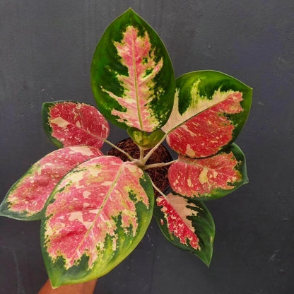 Aglaonema 'Kochin NTC' - Vibrant & Iconic Tropical Houseplant