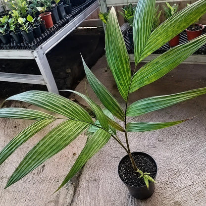 Pinanga crassipes – Rare Tropical Understory Palm