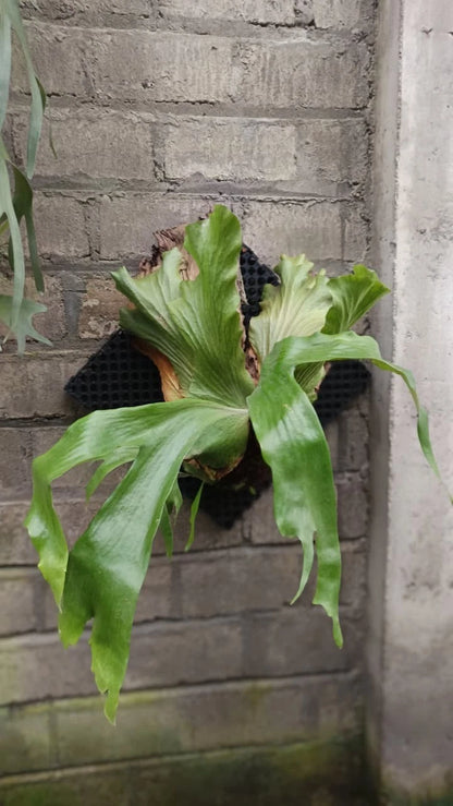 Platycerium wandae – Rare Tropical Staghorn Fern