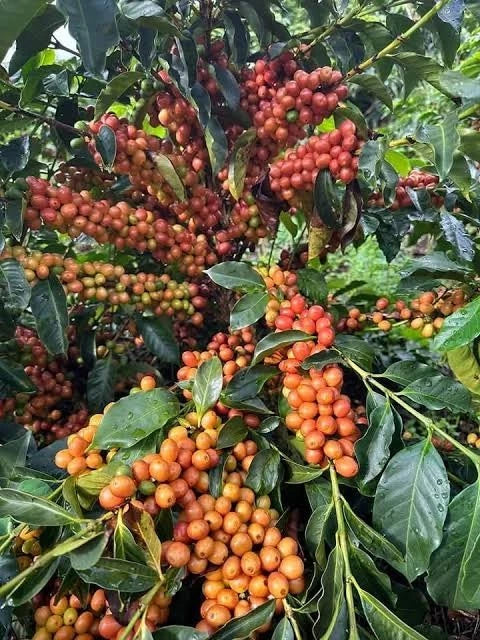 Bourbon Orange Coffee Seeds (Coffea arabica var. Bourbon Amarello / Orange Bourbon) – Rare Heirloom Specialty Coffee Beans for Planting and Cultivation